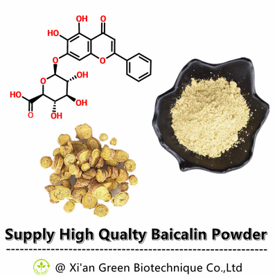 إمدادات التكنولوجيا الحيوية الخضراء عالية النقاء Baical Skullcap استخراج Baicalin 80٪ 85٪ 90٪ 98٪ CAS رقم: 211967-41-9
