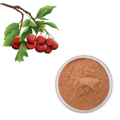 مستخلص الزعرور البري فلافون 80٪ مسحوق مستخلص أوراق Crataegus