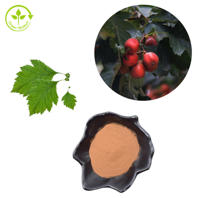 مستخلص الزعرور البري فلافون 80٪ مسحوق مستخلص أوراق Crataegus