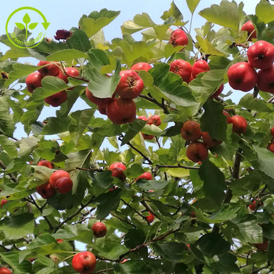 مستخلص الزعرور البري فلافون 80٪ مسحوق مستخلص أوراق Crataegus