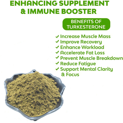 Ajuga Turkestanica Extract العشبية استخراج مسحوق تركسترون مسحوق ملاحق 2٪ 10٪ 20٪