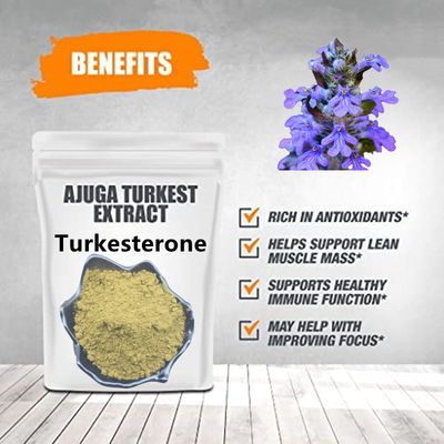 Ajuga Turkestanica Extract العشبية استخراج مسحوق تركسترون مسحوق ملاحق 2٪ 10٪ 20٪
