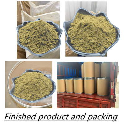 Ajuga Turkestanica Extract العشبية استخراج مسحوق تركسترون مسحوق ملاحق 2٪ 10٪ 20٪