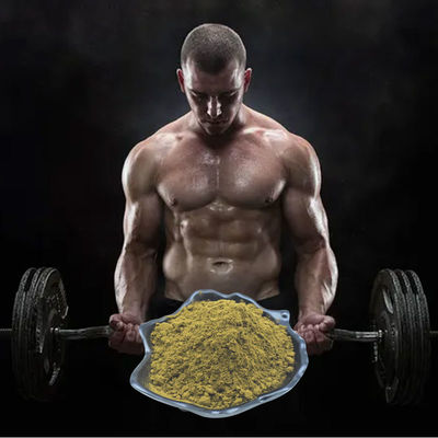 Ajuga Turkestanica Extract 2٪ 3٪ 4٪ 10٪ Powder لبناء الجسم