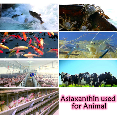 مضادات الأكسدة Haematococcus Pluvialis Extract 10٪ Astaxanthin Powder ملاحق
