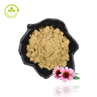 تصنيع إمداد تموين إشنسا بوربوريا شيكوريك حمض إشنسا مقتطف