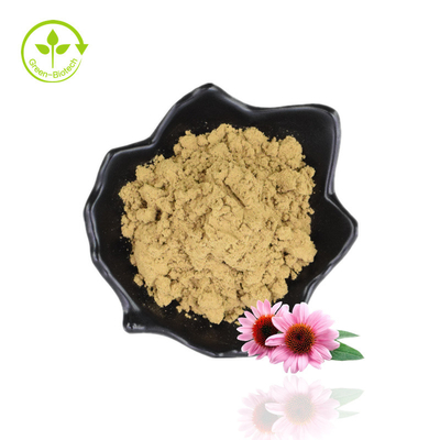 السائبة 4٪ Polyphenol Echinacea Purpurea Extract Powder Purple Coneflower Extract