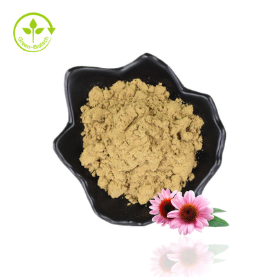 السائبة 4٪ Polyphenol Echinacea Purpurea Extract Powder Purple Coneflower Extract