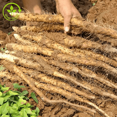 الغذاء / مستحضرات التجميل الصف الطبيعي استخراج اليام 98٪ ديوسجينين يام البرية استخراج مسحوق